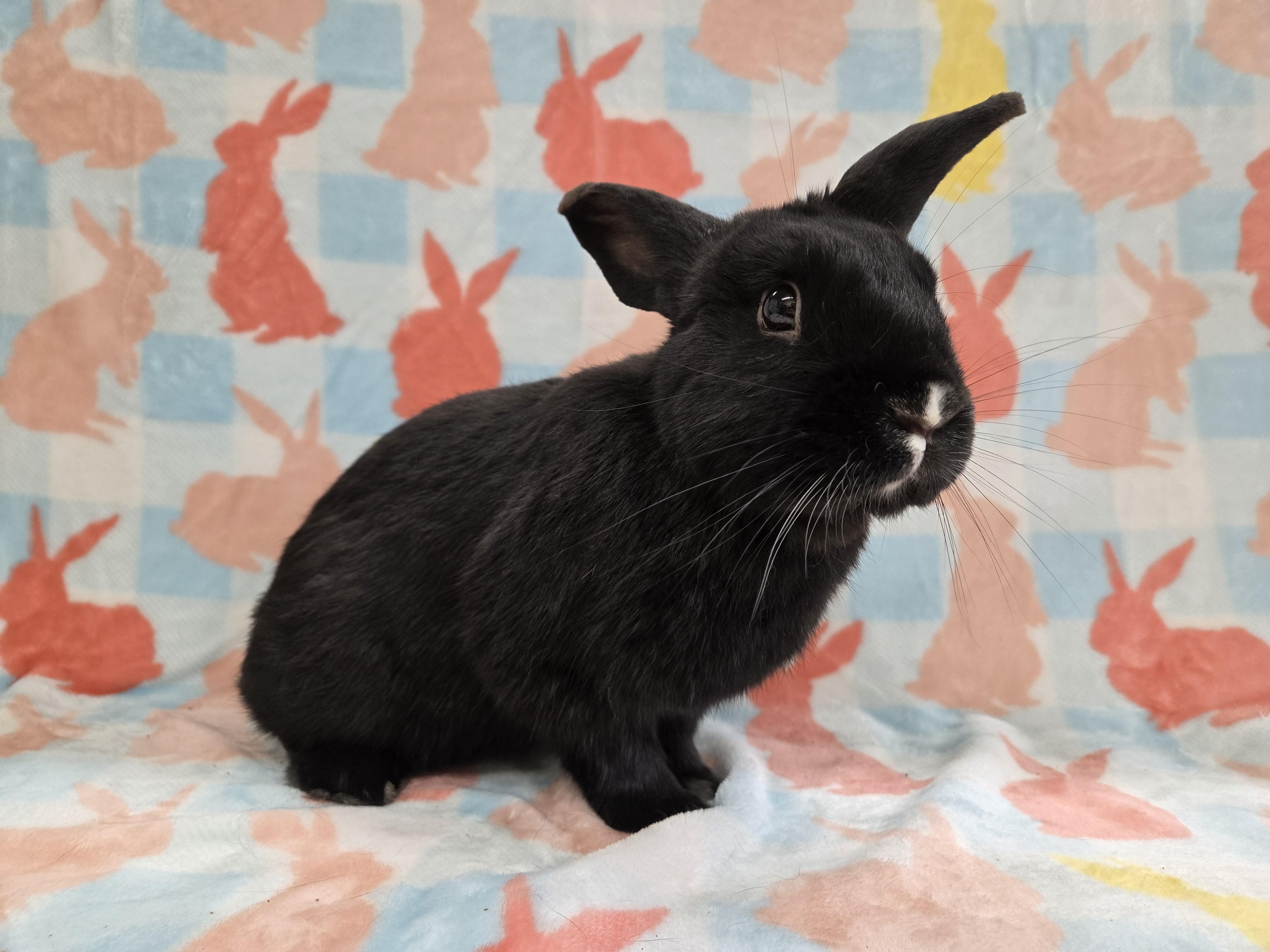 Turnip, a ADOPTABLE mixed breed in Deerfield, WI image 3/4