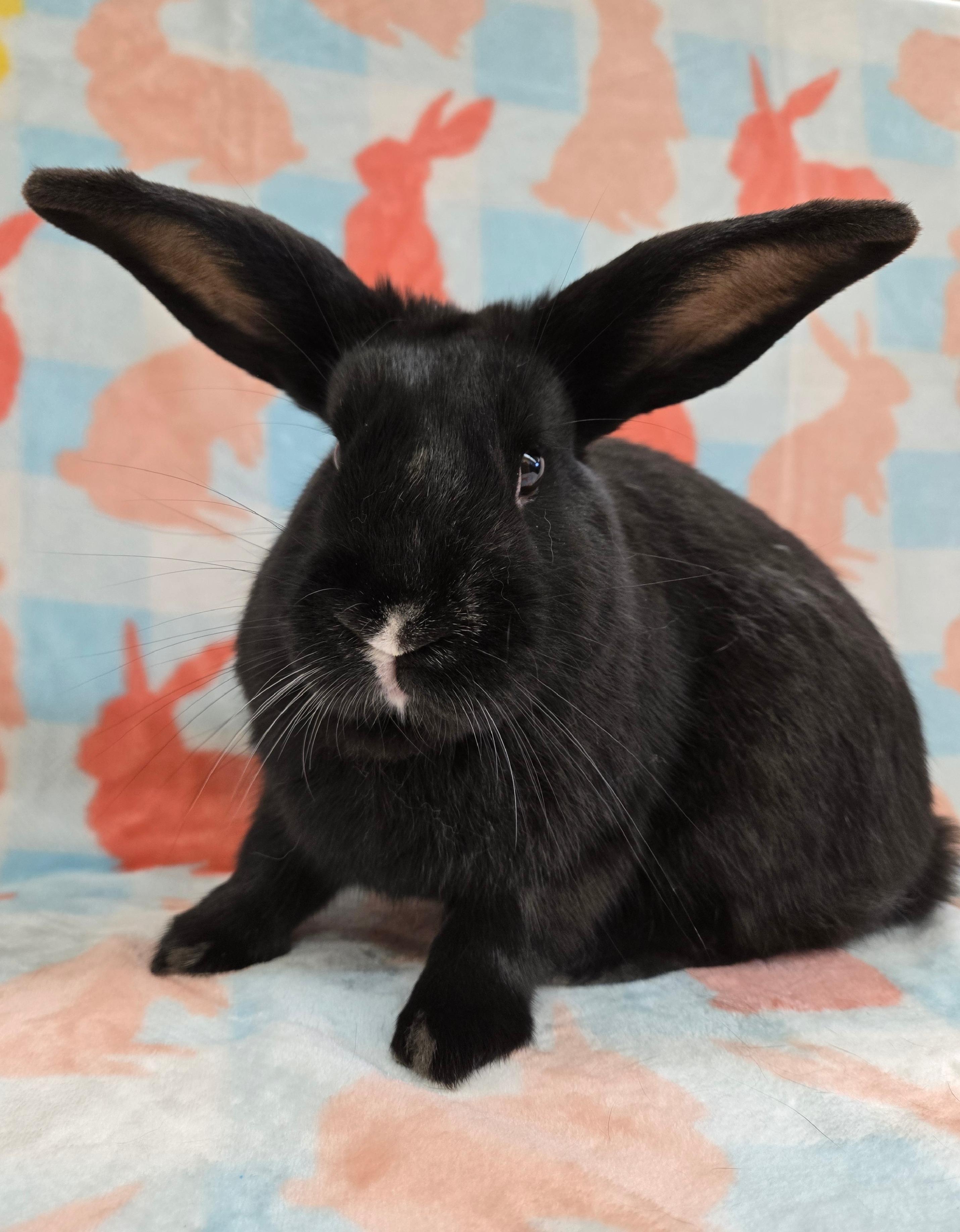 Turnip, a ADOPTABLE mixed breed in Deerfield, WI image 4/4