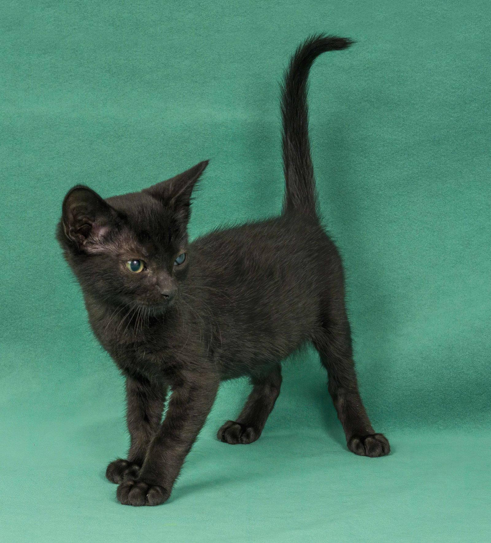 Goldfinch, Adoptable, Kitten Female Domestic Short Hair.