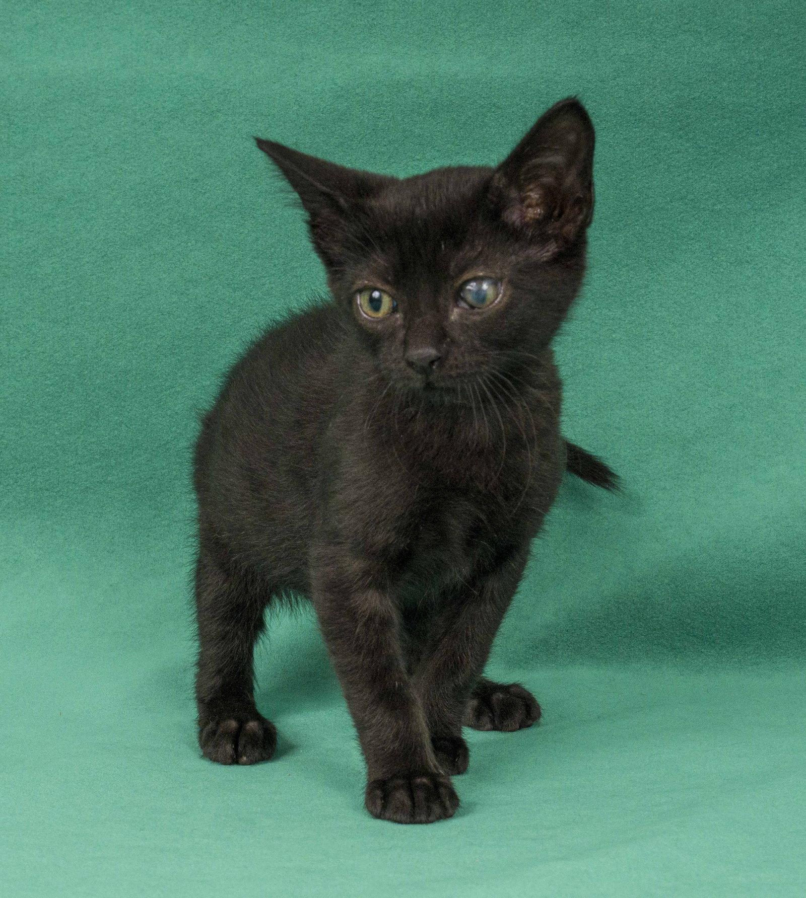 Enlarge Goldfinch, a Adoptable Domestic Short Hair in Davis, CA image 3/3