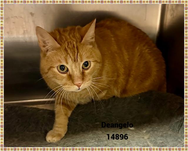 Enlarge DEANGELO, a Adoptable mixed breed in Marietta, GA image 2/6