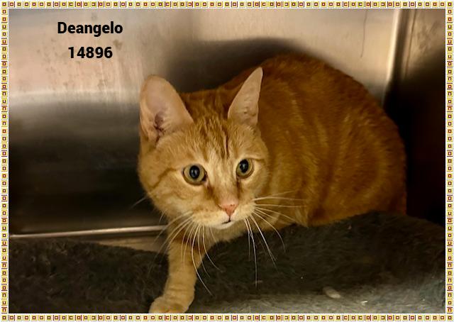 Enlarge DEANGELO, a Adoptable mixed breed in Marietta, GA image 4/6