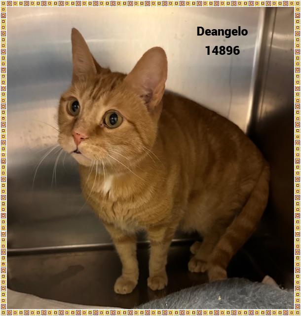Enlarge DEANGELO, a Adoptable mixed breed in Marietta, GA image 5/6
