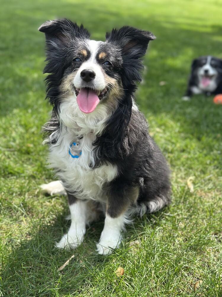 0780 Cami, Adoptable, Young Female Australian Shepherd.