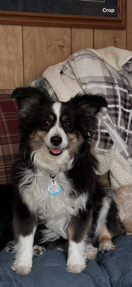 Enlarge 0780 Cami, a Adoptable Australian Shepherd in Ringwood, IL image 2/6