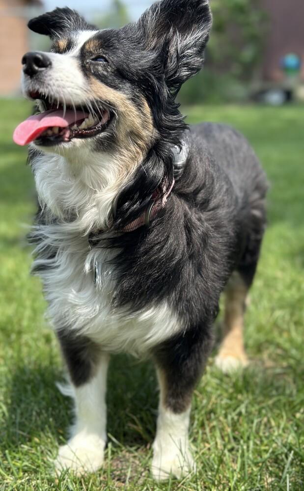 Enlarge 0780 Cami, a Adoptable Australian Shepherd in Ringwood, IL image 3/6