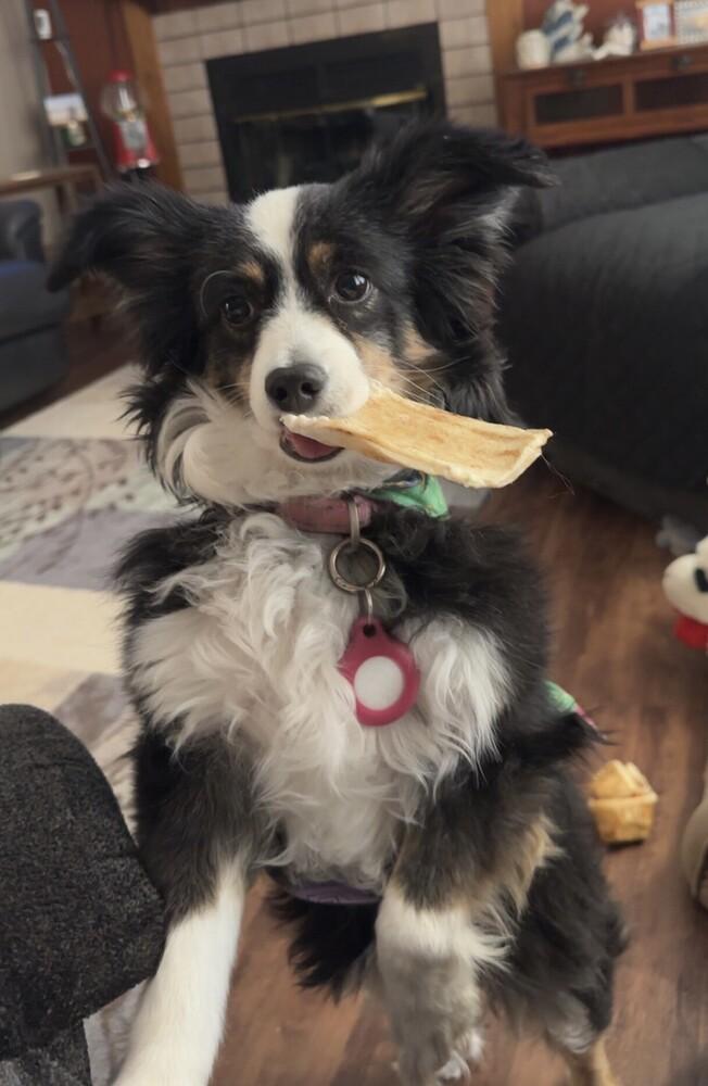 Enlarge 0780 Cami, a Adoptable Australian Shepherd in Ringwood, IL image 4/6