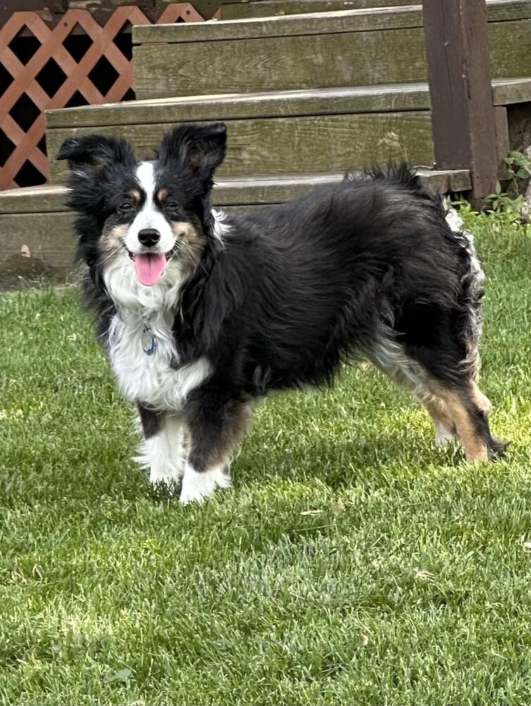 Enlarge 0780 Cami, a Adoptable Australian Shepherd in Ringwood, IL image 5/6