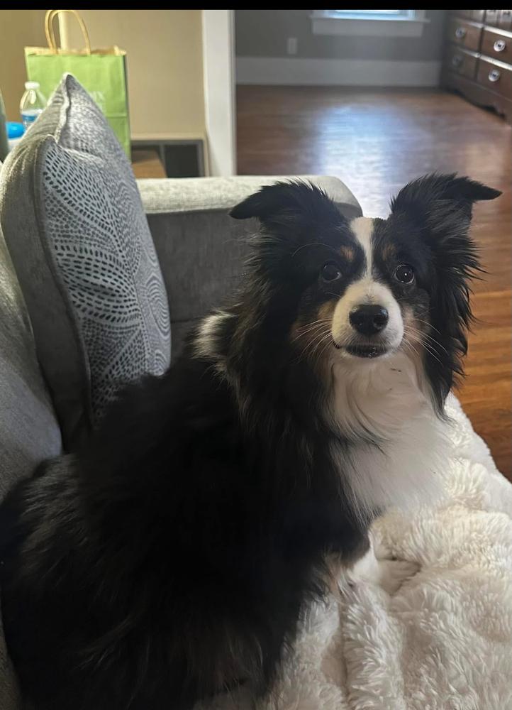 Enlarge 0780 Cami, a Adoptable Australian Shepherd in Ringwood, IL image 6/6