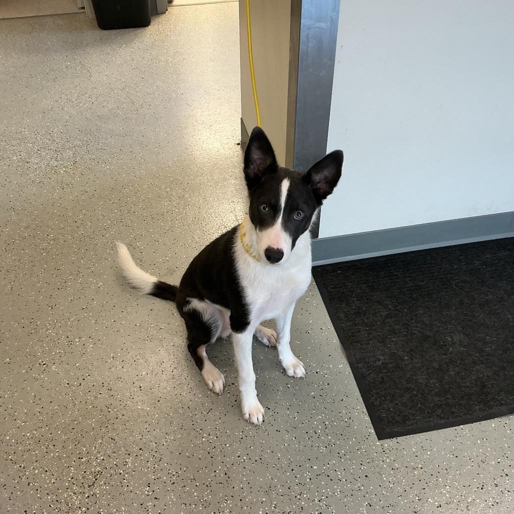 Enlarge Keen, a Adoptable mixed breed in Galax, VA image 1/1