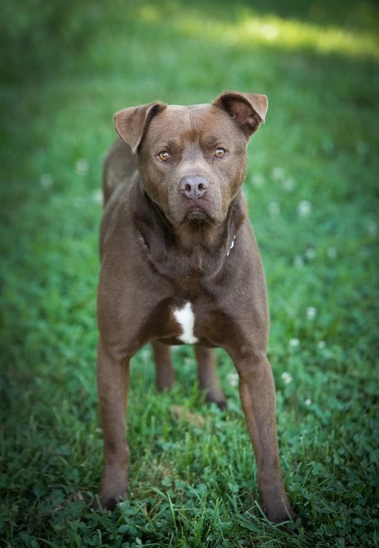 Cooper, a Adoptable American Bulldog in Fredericton , NB image 1/6