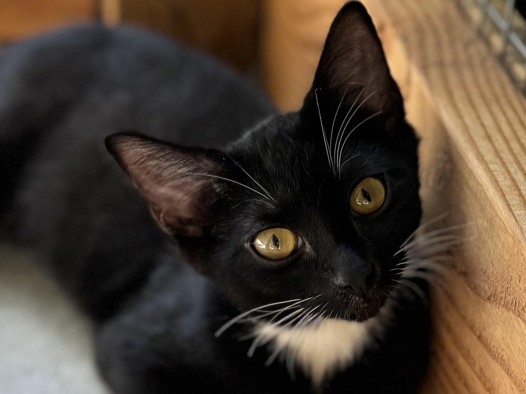 Corn Chip, an adoptable Tuxedo, Domestic Short Hair in Republic, WA, 99166 | Photo Image 1