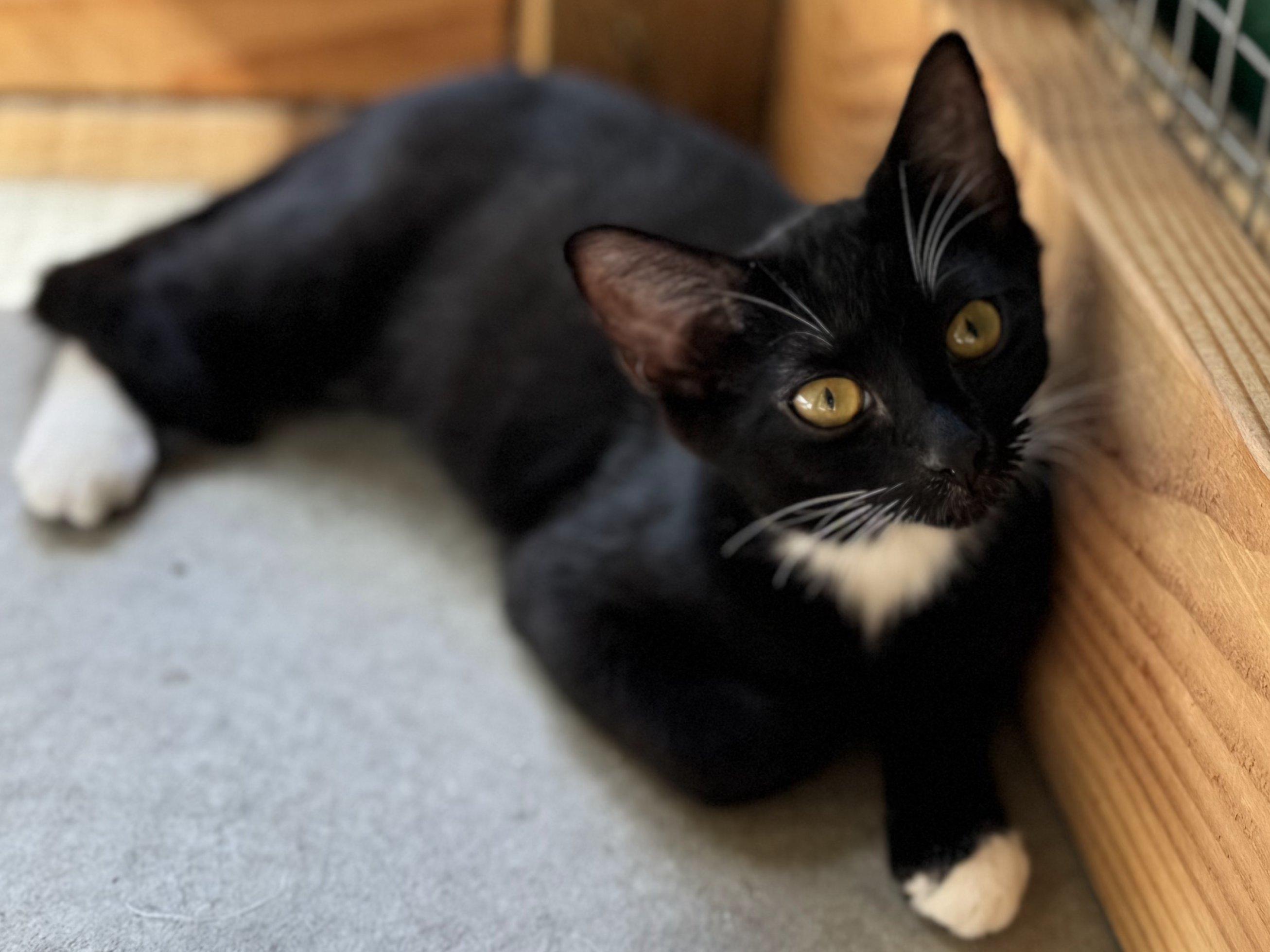 Corn Chip, an adoptable Tuxedo, Domestic Short Hair in Republic, WA, 99166 | Photo Image 3