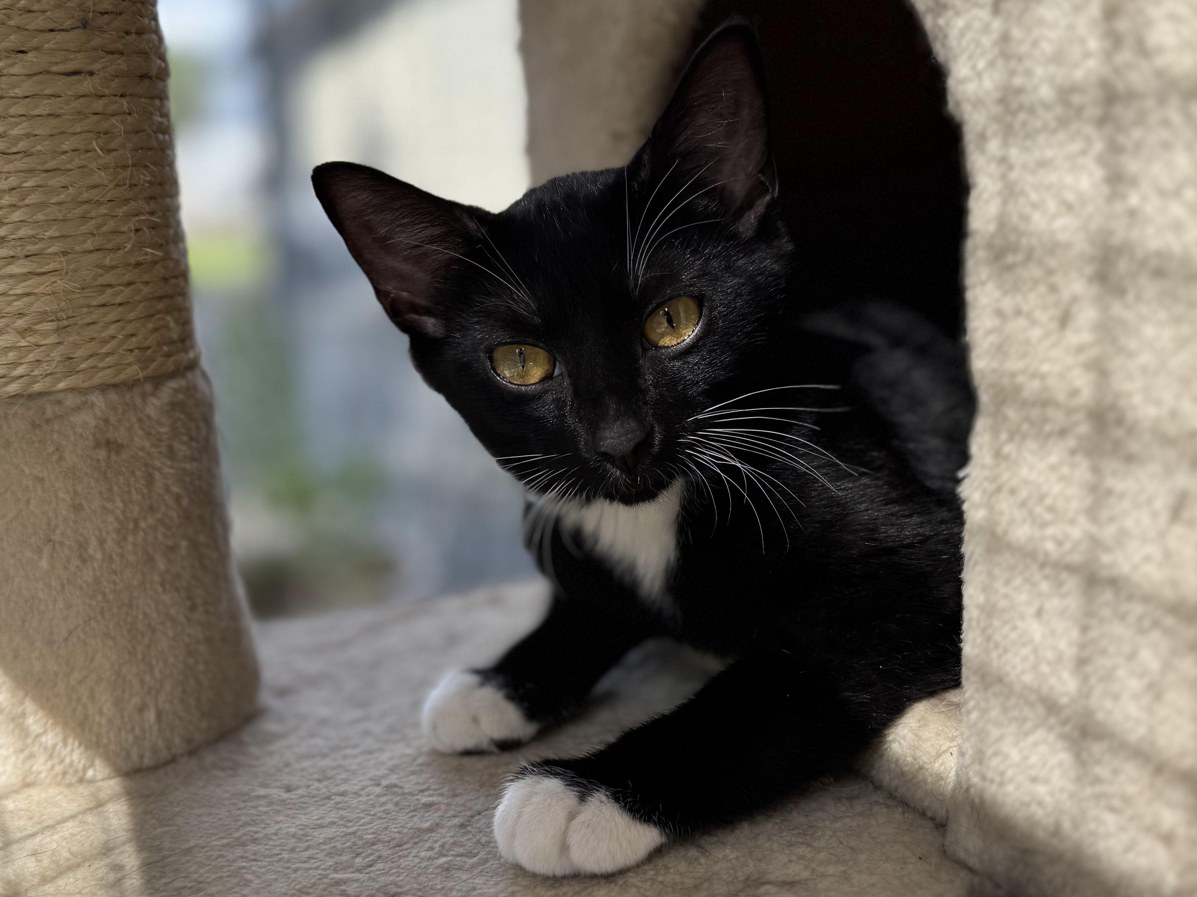 Corn Chip, an adoptable Tuxedo, Domestic Short Hair in Republic, WA, 99166 | Photo Image 5