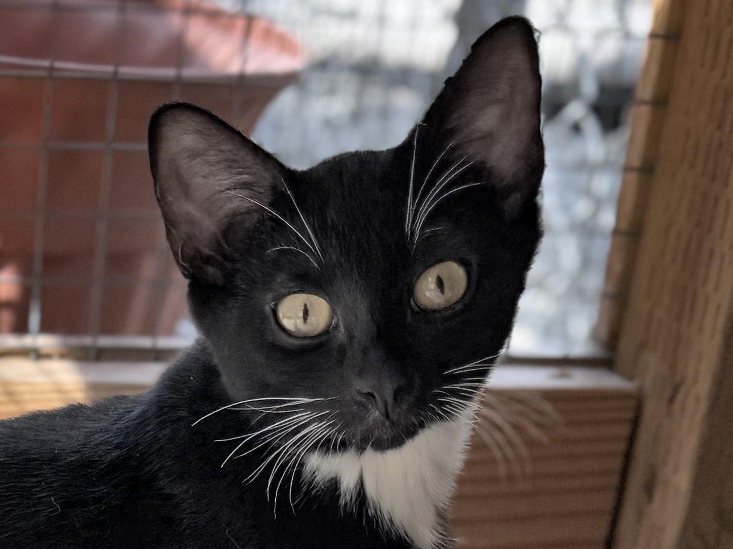 Corn Chip, an adoptable Tuxedo, Domestic Short Hair in Republic, WA, 99166 | Photo Image 2