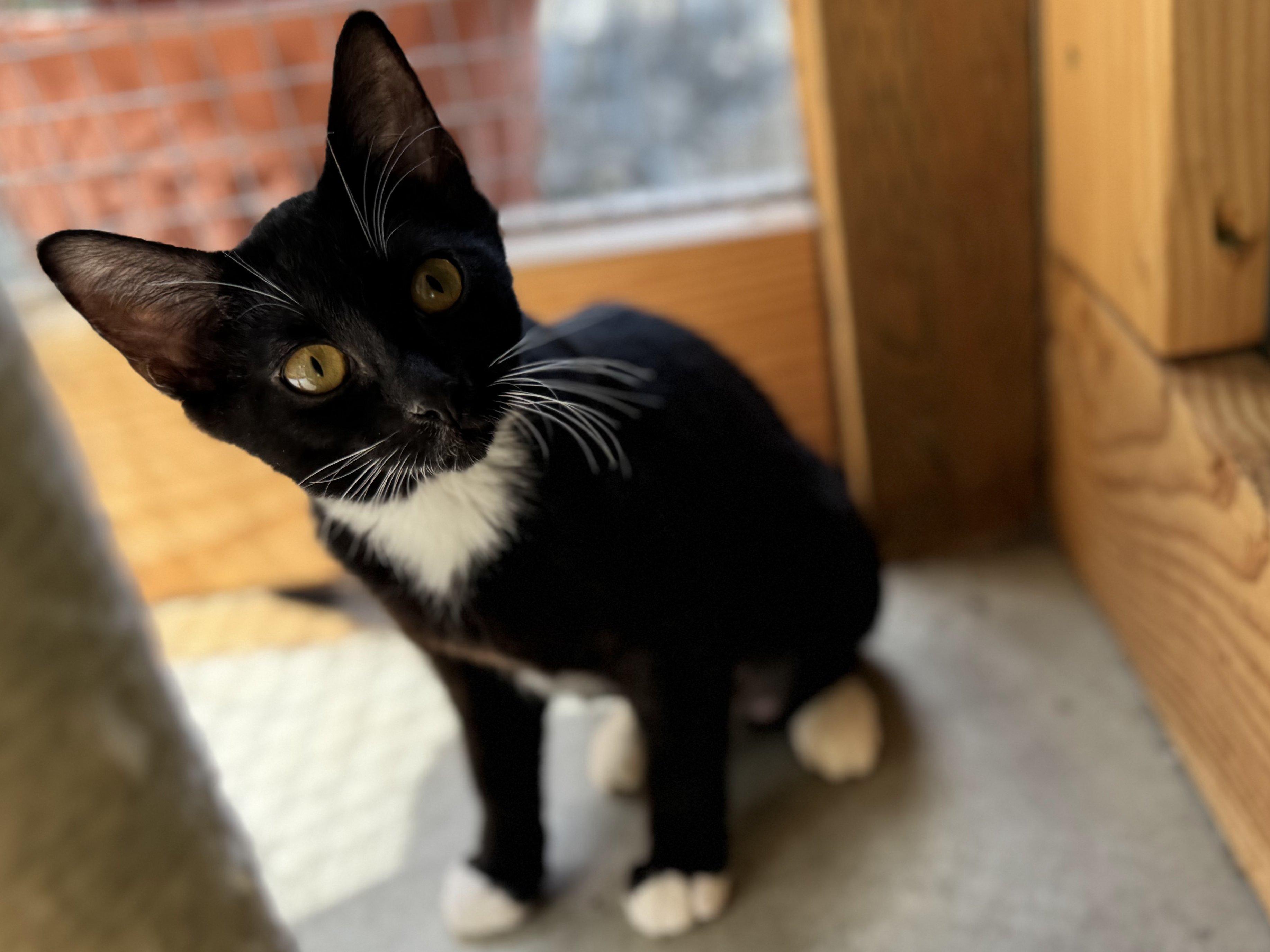 Corn Chip, an adoptable Tuxedo, Domestic Short Hair in Republic, WA, 99166 | Photo Image 4
