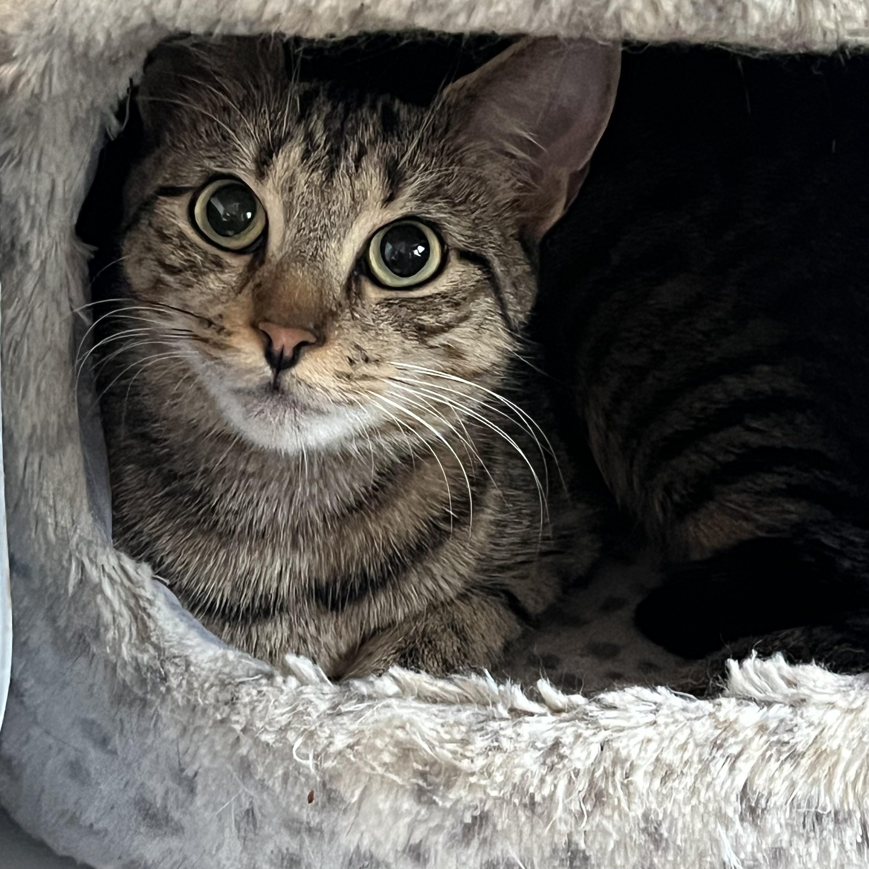Pear, Adult Female Domestic Short Hair