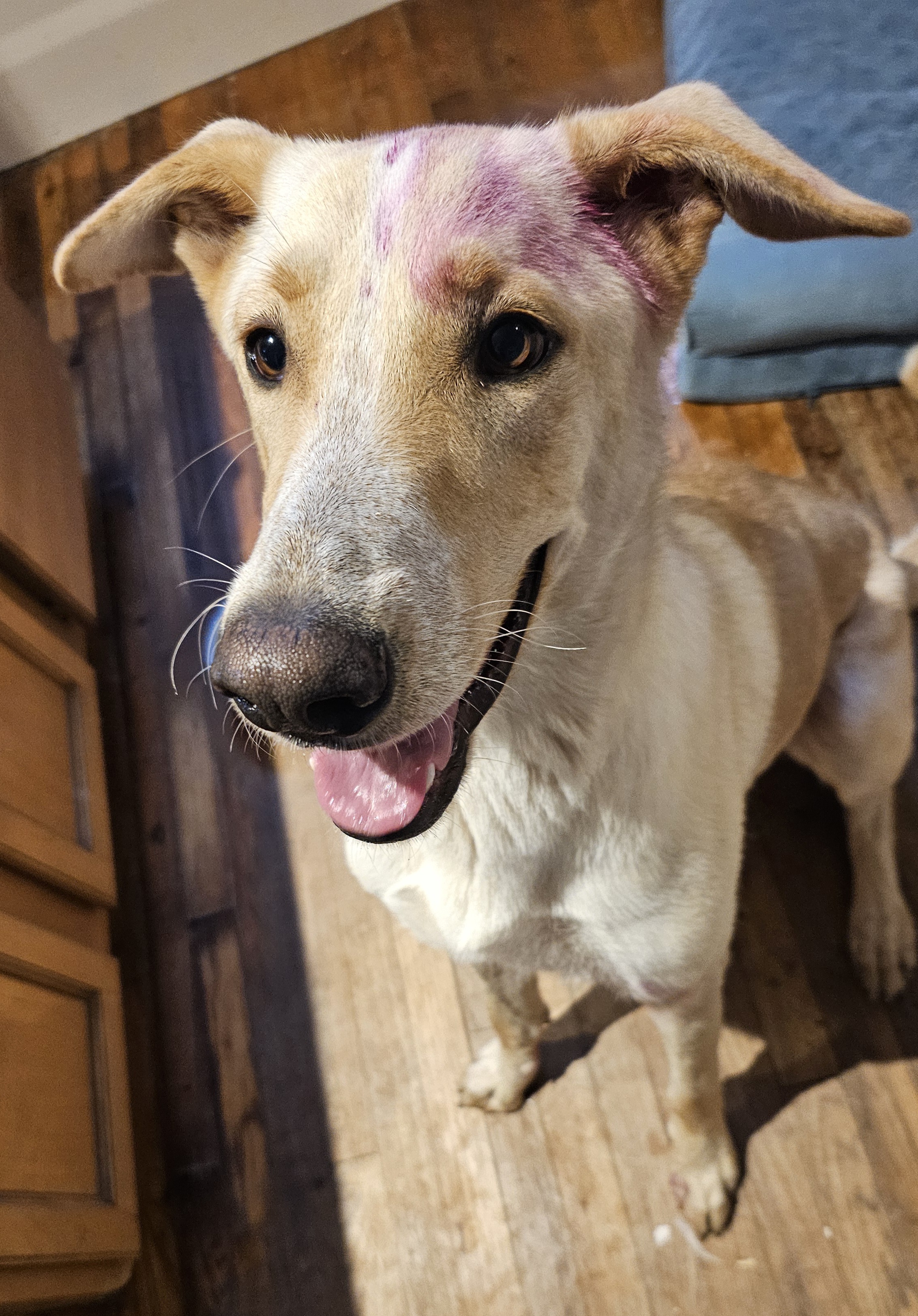 Enlarge Knut, a Adoptable mixed breed in Dallas, TX image 12/13