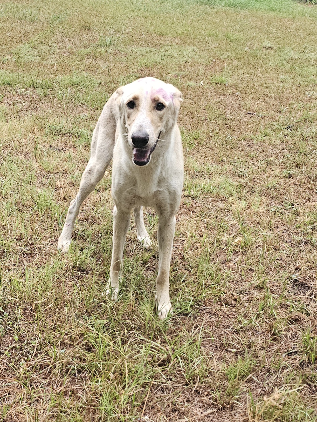 Enlarge Knut, a Adoptable mixed breed in Dallas, TX image 13/13