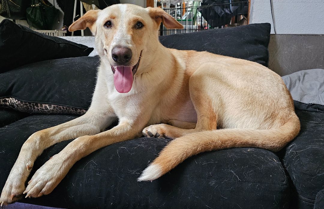 Knut, a Adoptable mixed breed in Dallas, TX image 1/13