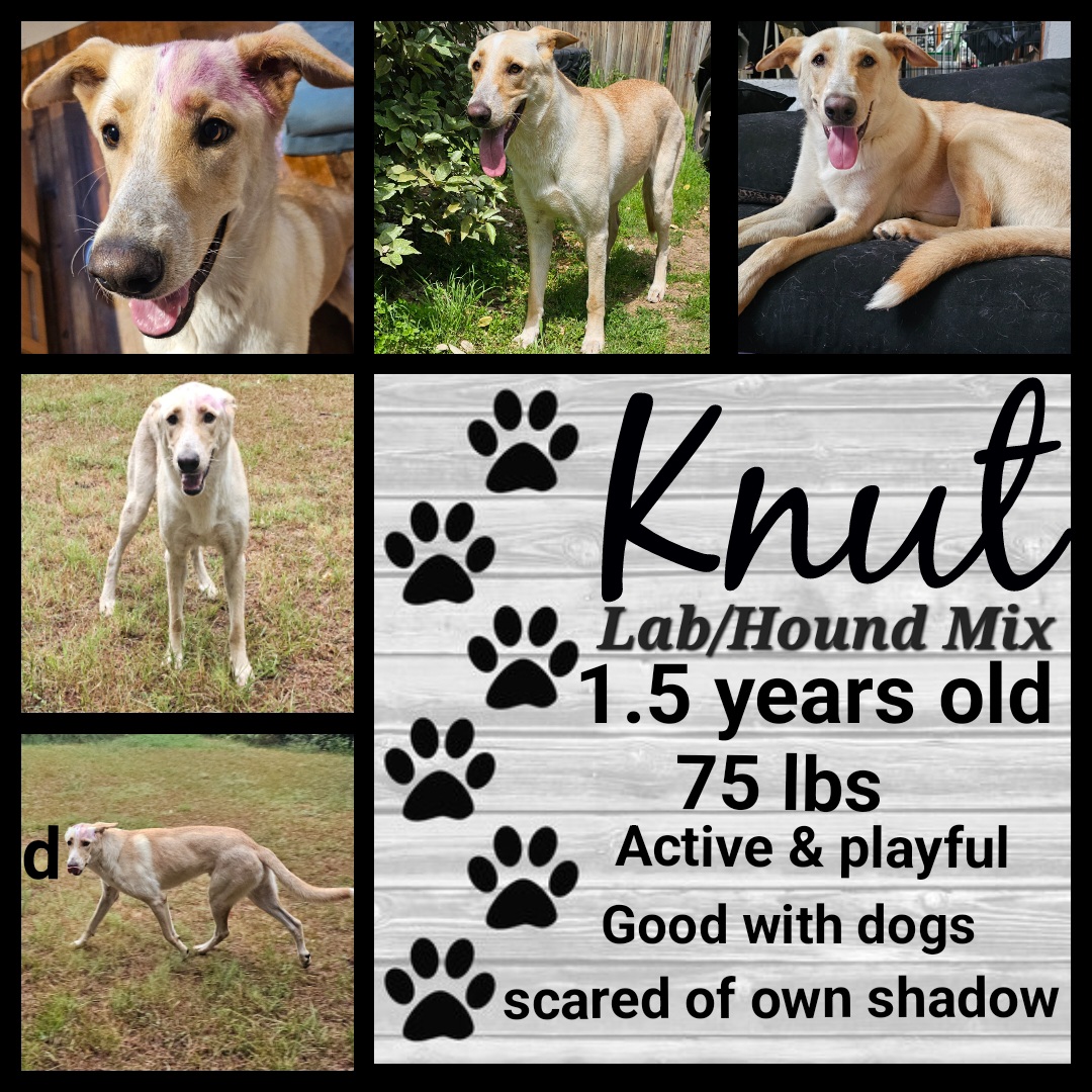 Enlarge Knut, a Adoptable mixed breed in Dallas, TX image 11/13