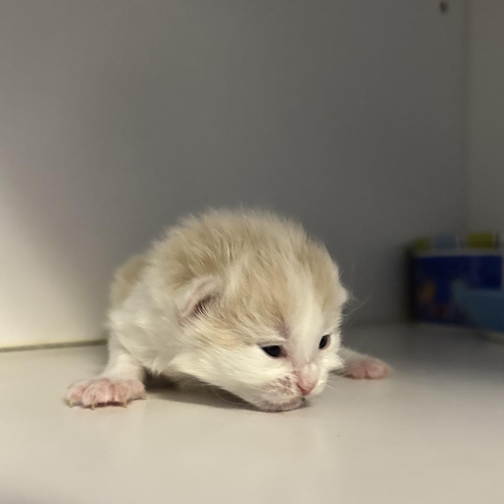 Coral- pending adoption, a Adoptable Domestic Medium Hair in North Port, FL image 1/5
