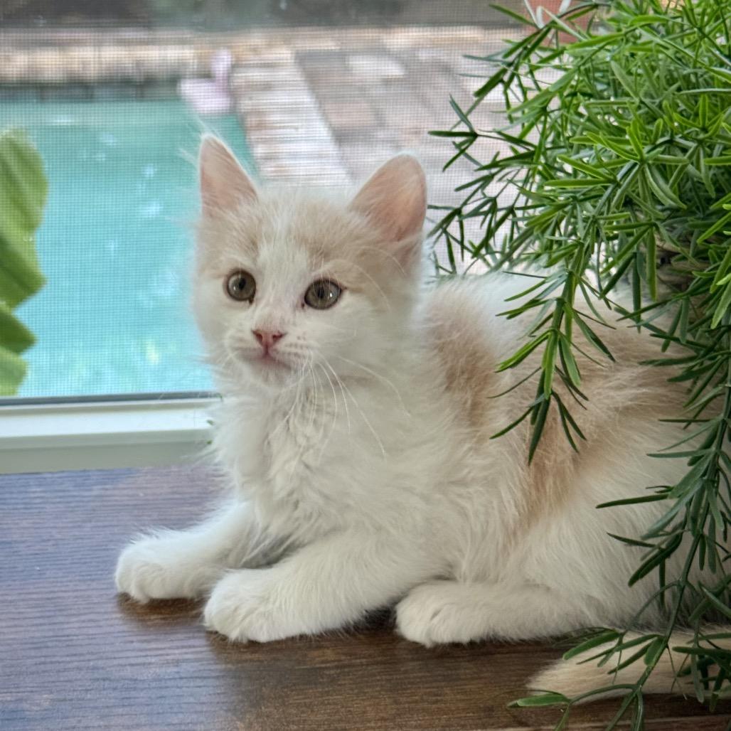 Coral- pending adoption, a Adoptable Domestic Medium Hair in North Port, FL image 2/5