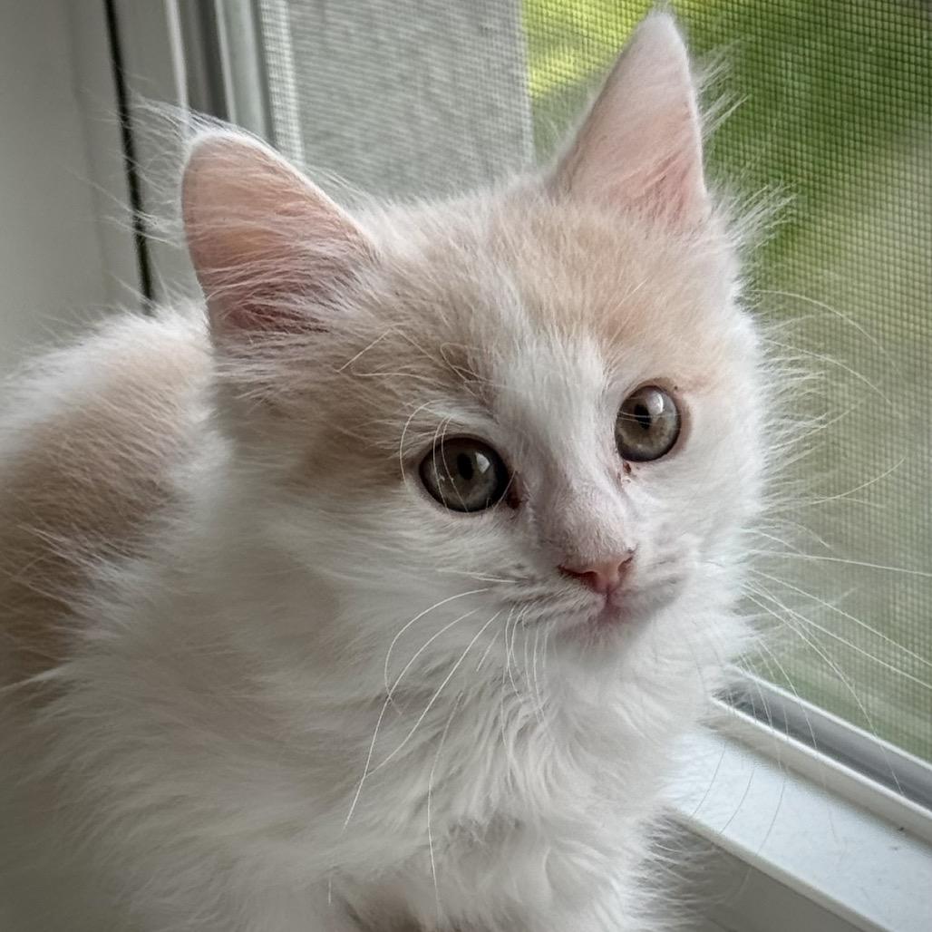 Coral- pending adoption, a Adoptable Domestic Medium Hair in North Port, FL image 3/5