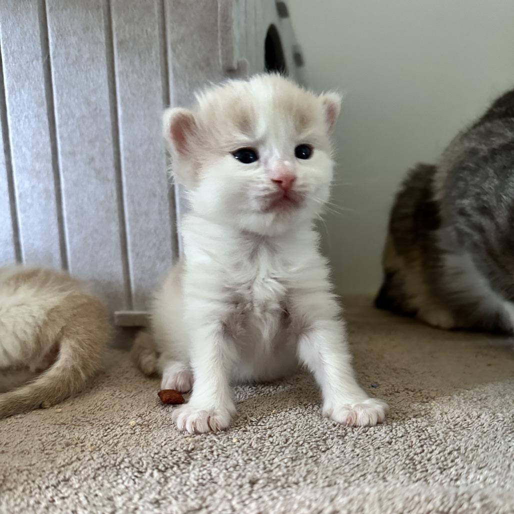 Coral- pending adoption, a Adoptable Domestic Medium Hair in North Port, FL image 4/5