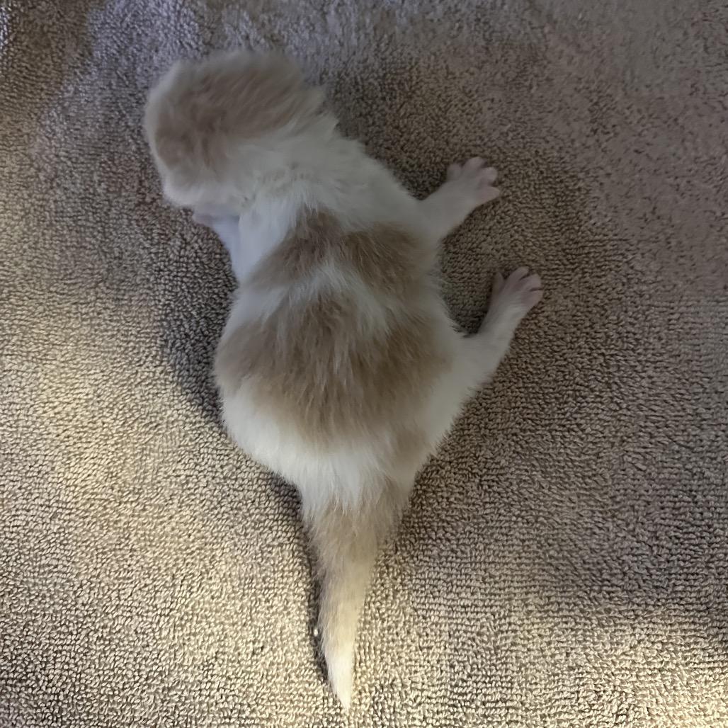 Coral- pending adoption, a Adoptable Domestic Medium Hair in North Port, FL image 5/5