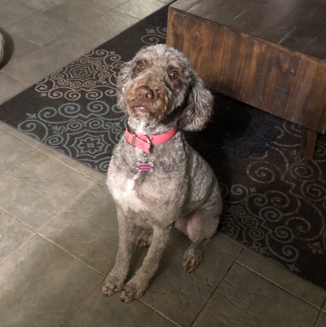 Enlarge Mocha, a Adopted Labradoodle in Indianapolis, IN image 1/3