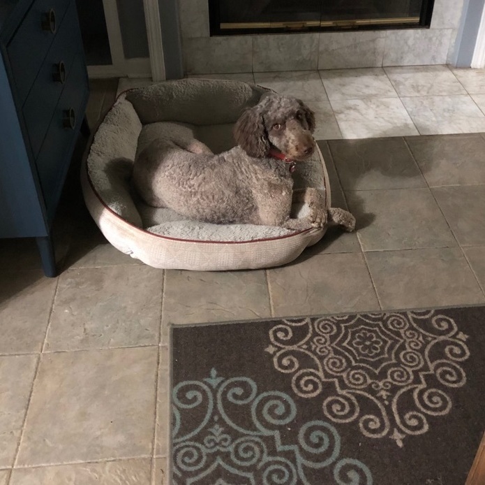 Enlarge Mocha, a Adopted Labradoodle in Indianapolis, IN image 3/3