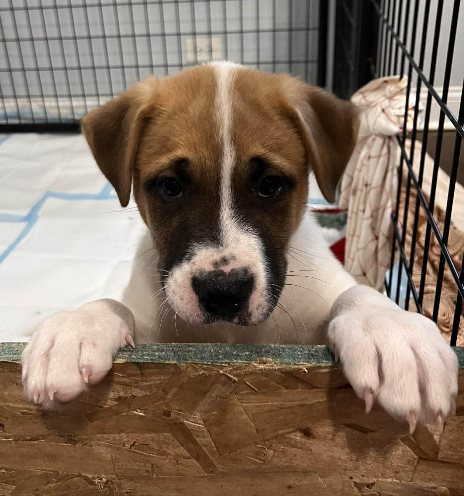 Uriel, an adopted mixed breed in Crown Point, IN image 2/6