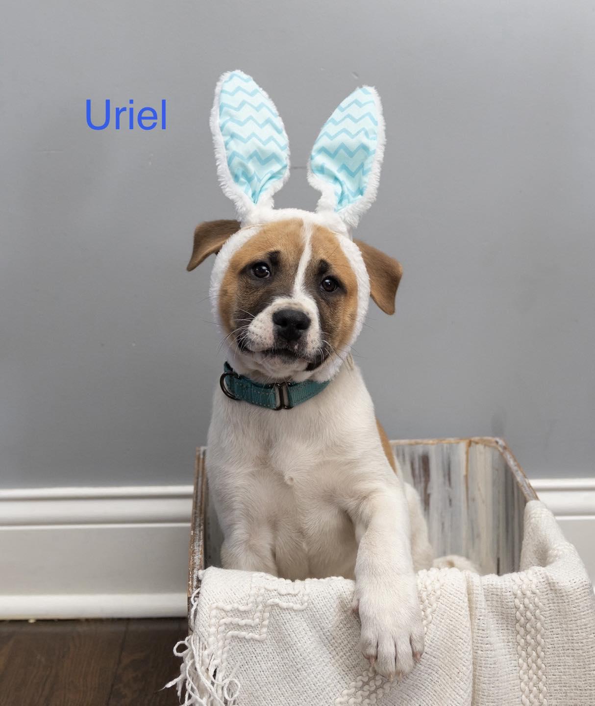 Uriel, an adopted mixed breed in Crown Point, IN image 1/6