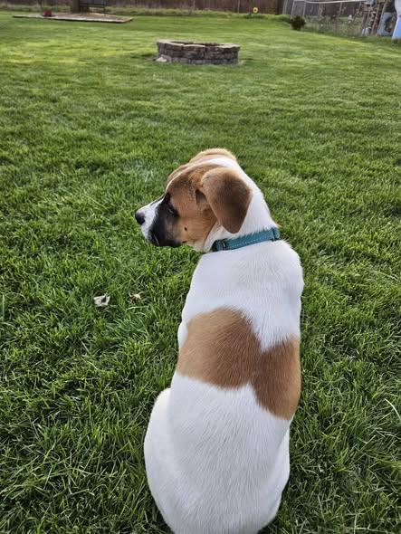 Uriel, an adopted mixed breed in Crown Point, IN image 6/6