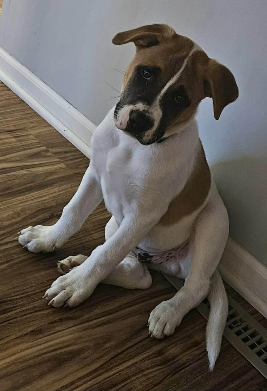 Uriel, an adopted mixed breed in Crown Point, IN image 4/6