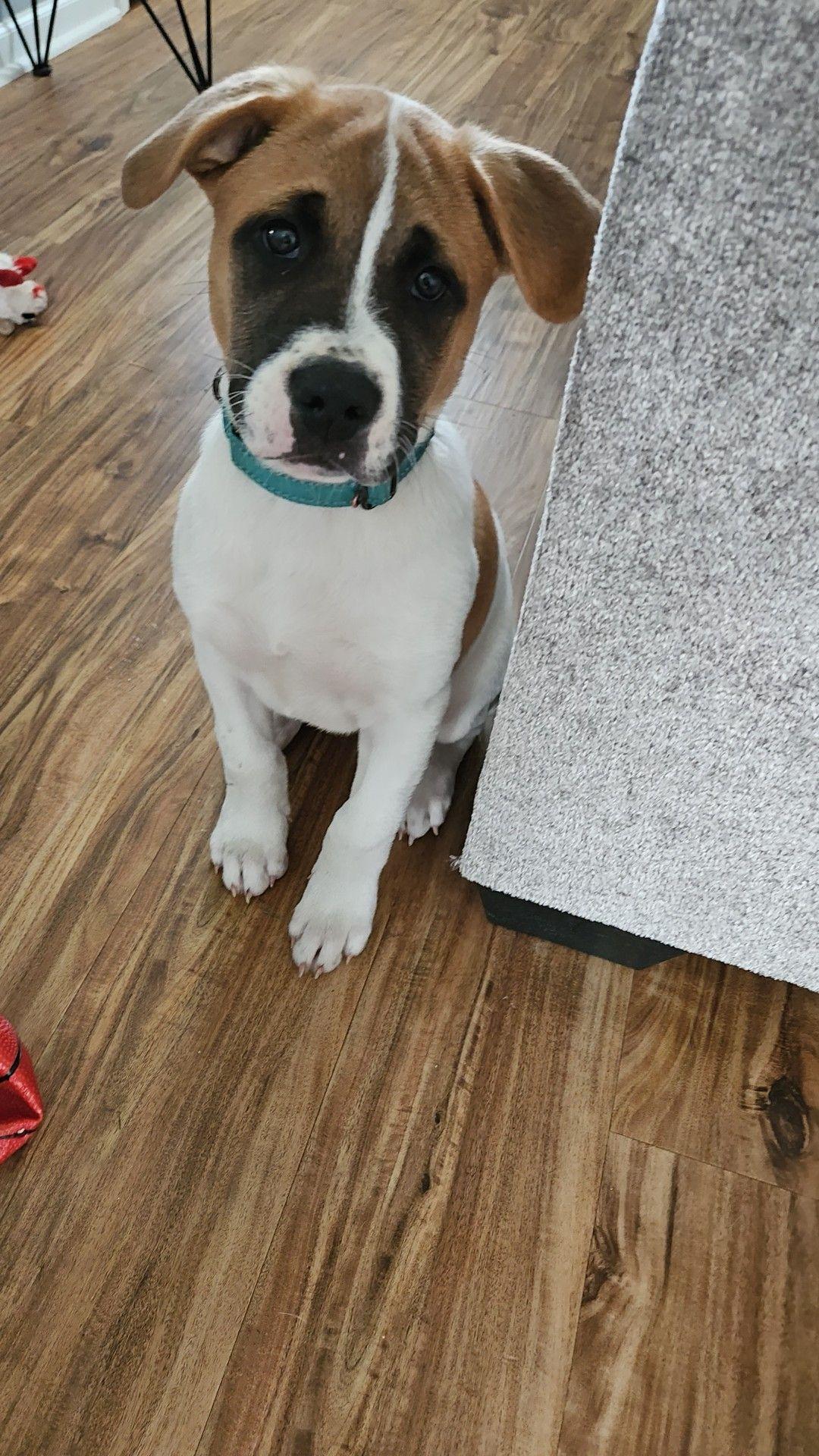 Uriel, an adopted mixed breed in Crown Point, IN image 5/6