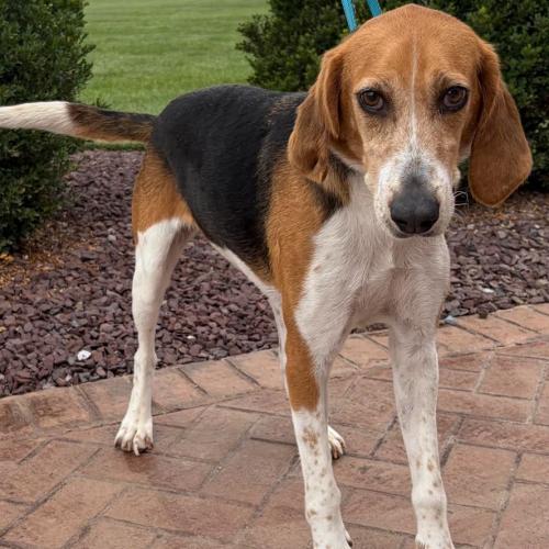 Wanda, Adoptable, Adult Female Treeing Walker Coonhound & Mixed Breed.