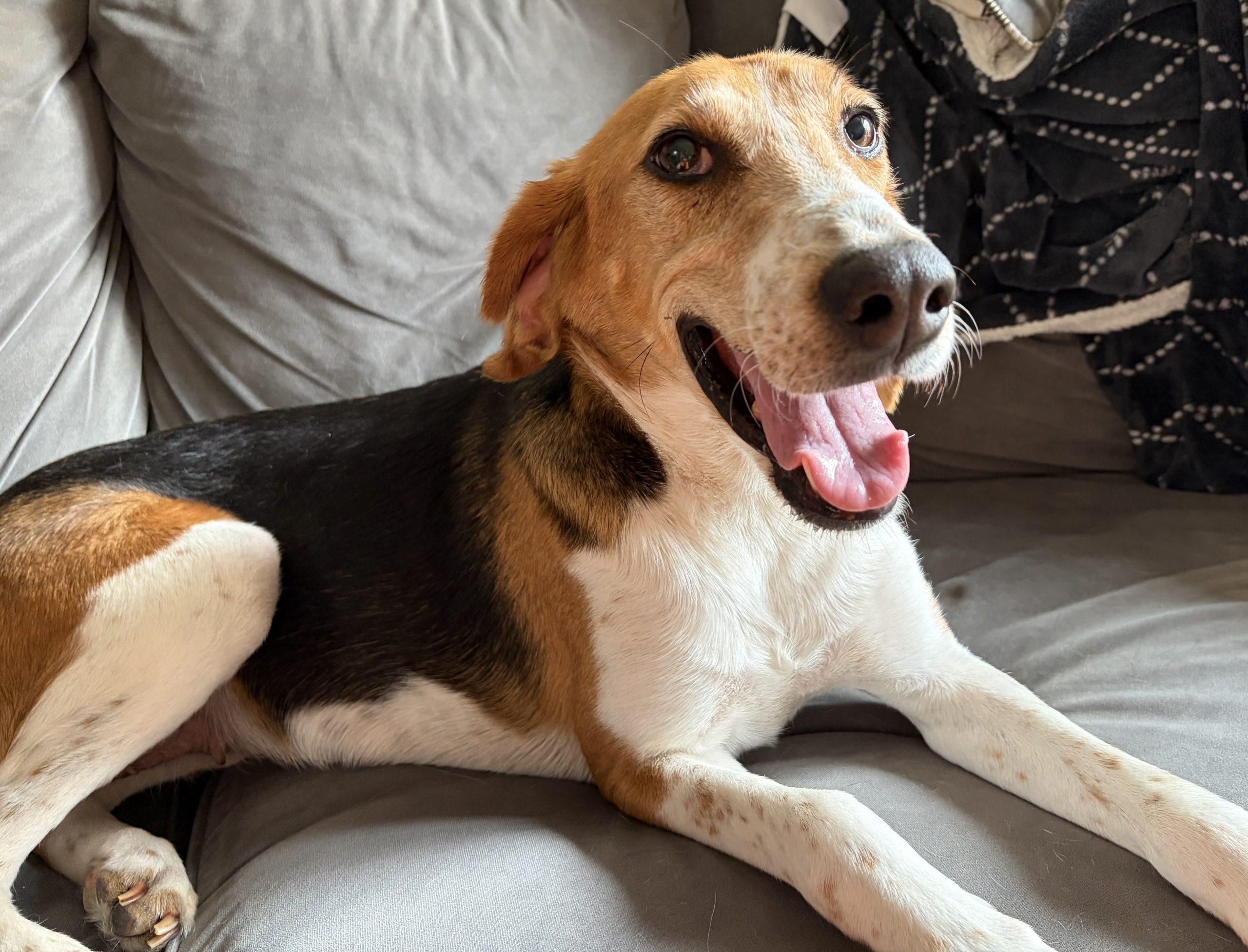 Enlarge Wanda, a Adoptable mixed breed in Washington DC, DC image 5/6