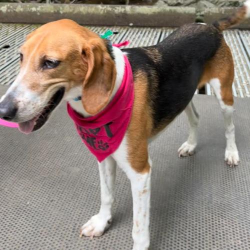 Enlarge Wanda, a Adoptable mixed breed in Washington DC, DC image 6/6