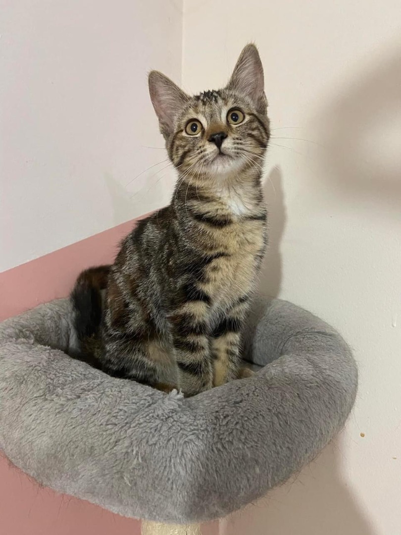 Elsa, Adopted, Kitten Female Domestic Short Hair.