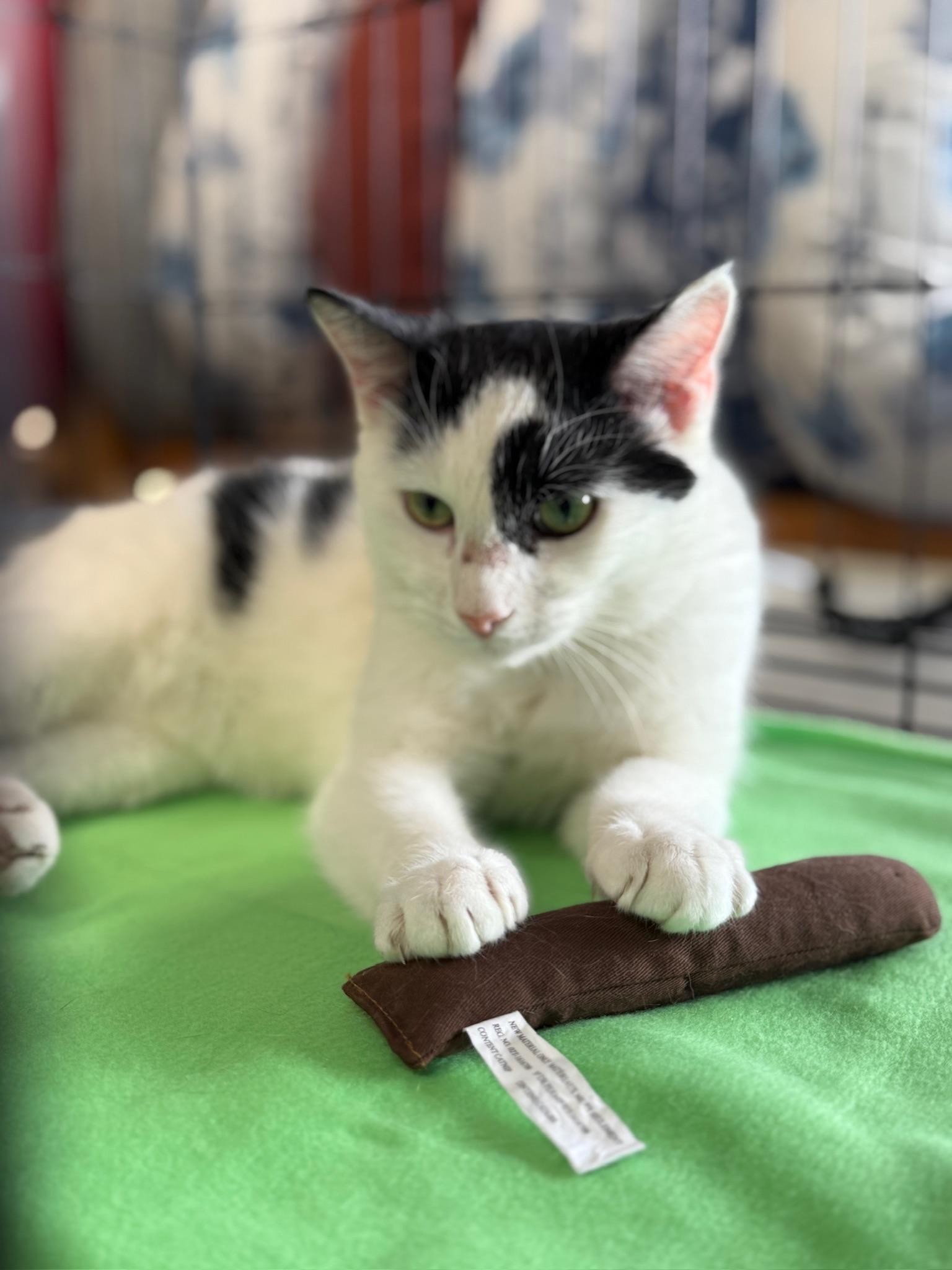 Butter, Adoptable, Young Male Domestic Short Hair.