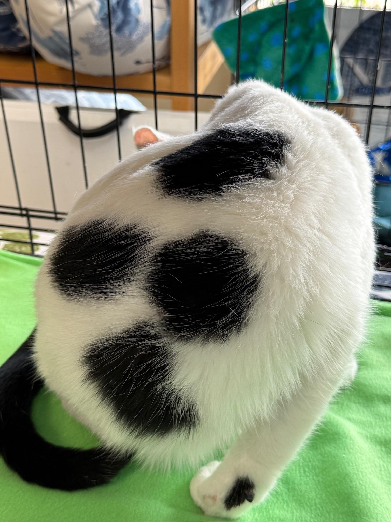 Butter, a Adoptable Domestic Short Hair in Massillon , OH image 3/6