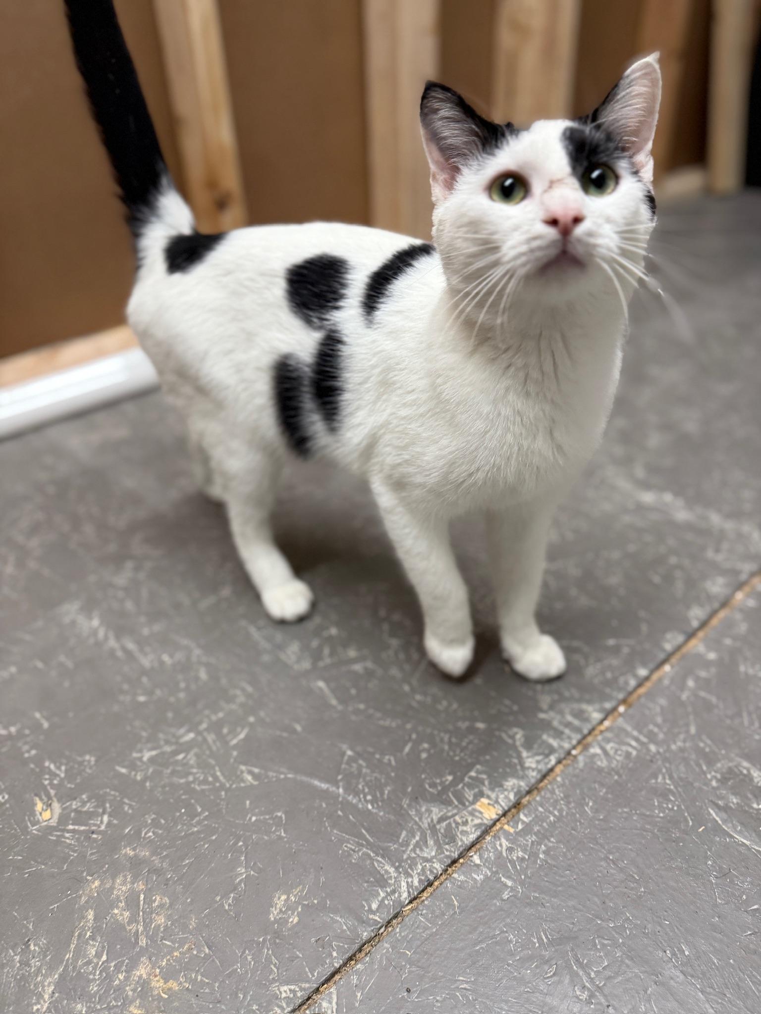 Butter, a Adoptable Domestic Short Hair in Massillon , OH image 4/6