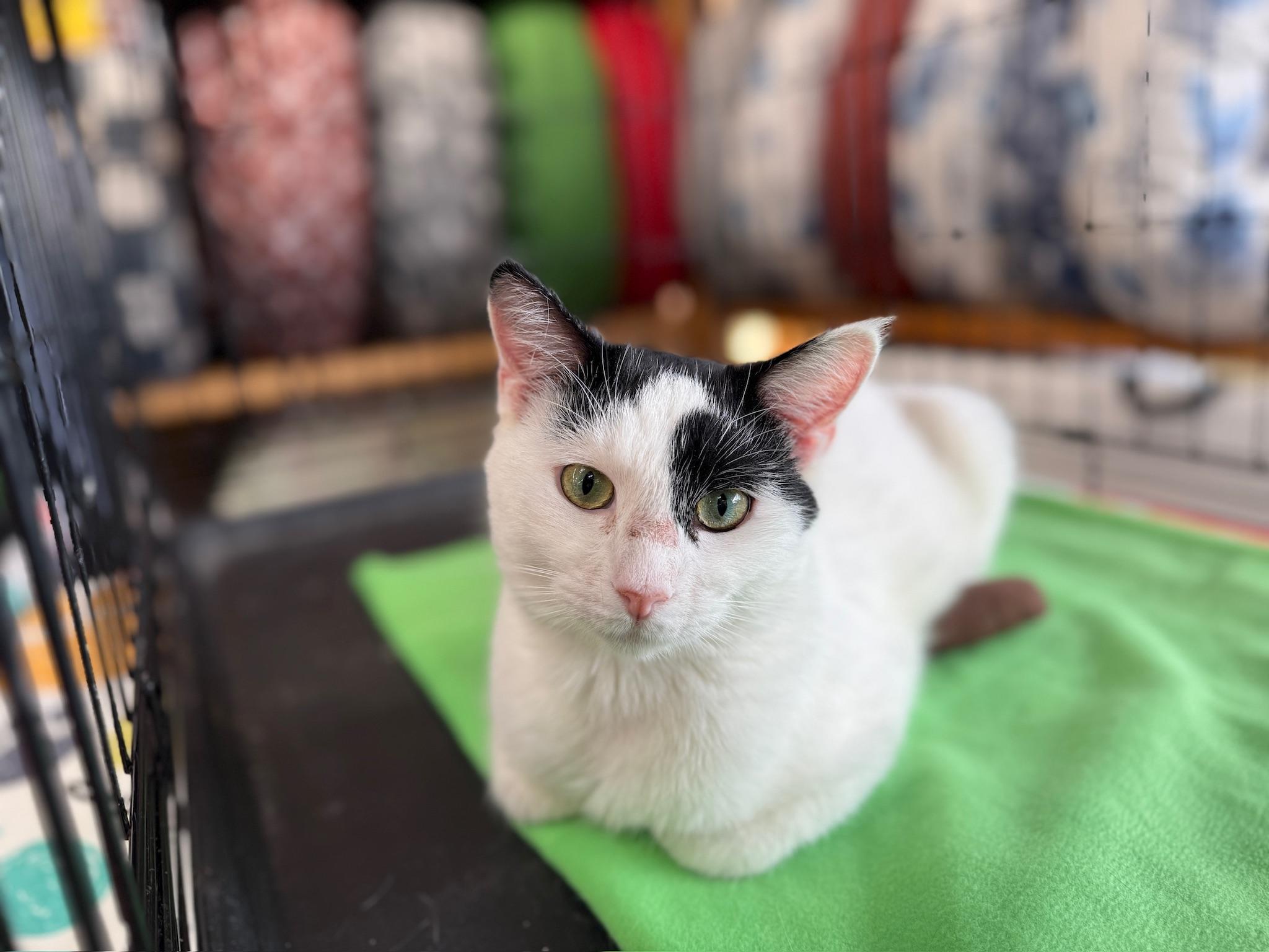 Butter, a Adoptable Domestic Short Hair in Massillon , OH image 2/6