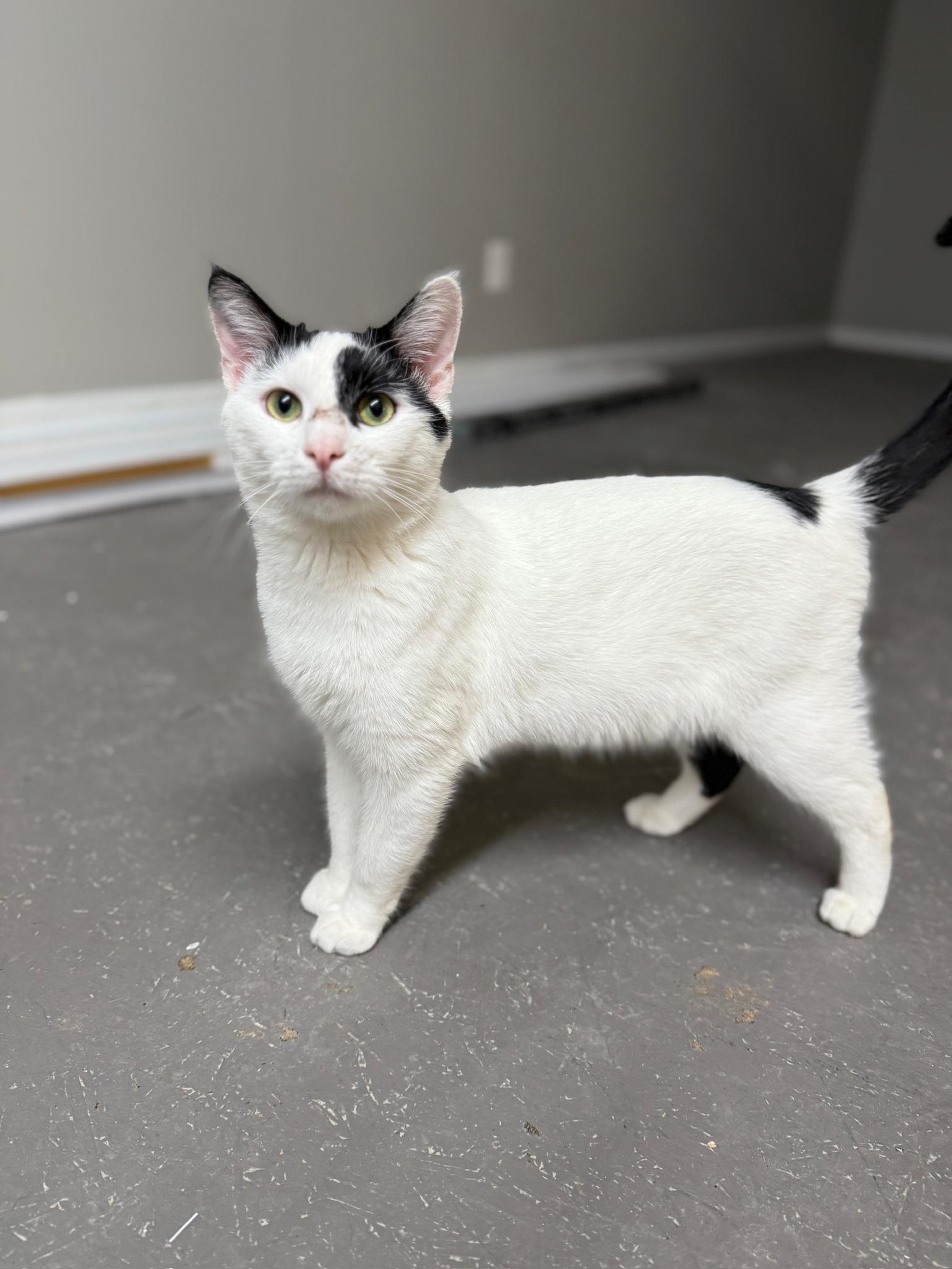 Butter, a Adoptable Domestic Short Hair in Massillon , OH image 5/6