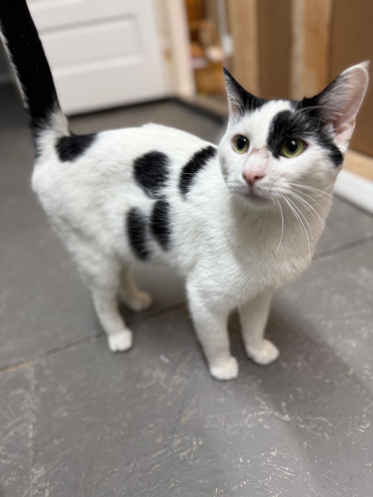 Butter, a Adoptable Domestic Short Hair in Massillon , OH image 6/6