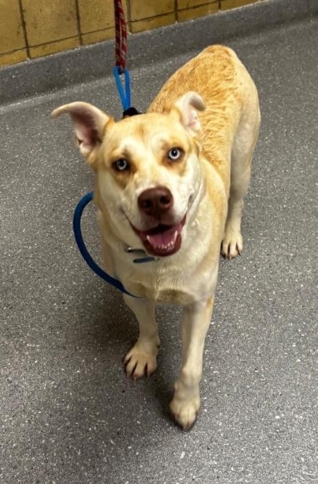 Enlarge Crystal, a Adoptable mixed breed in Greenfield, IN image 3/5