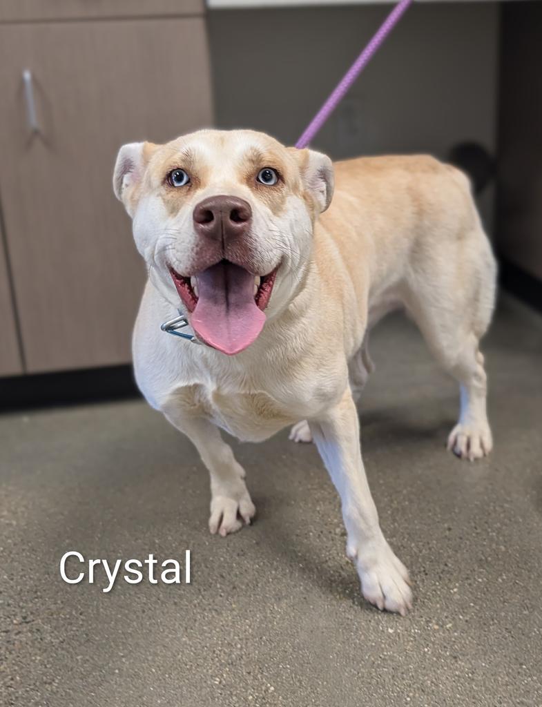 Enlarge Crystal, a Adoptable mixed breed in Greenfield, IN image 4/5