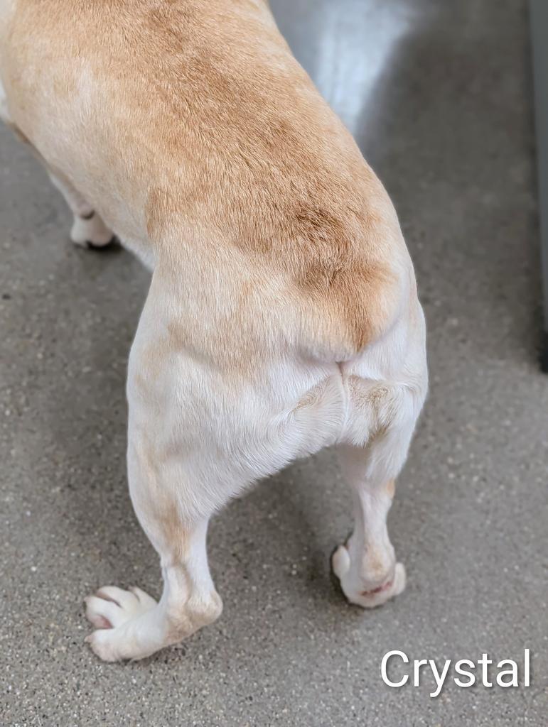 Enlarge Crystal, a Adoptable mixed breed in Greenfield, IN image 5/5